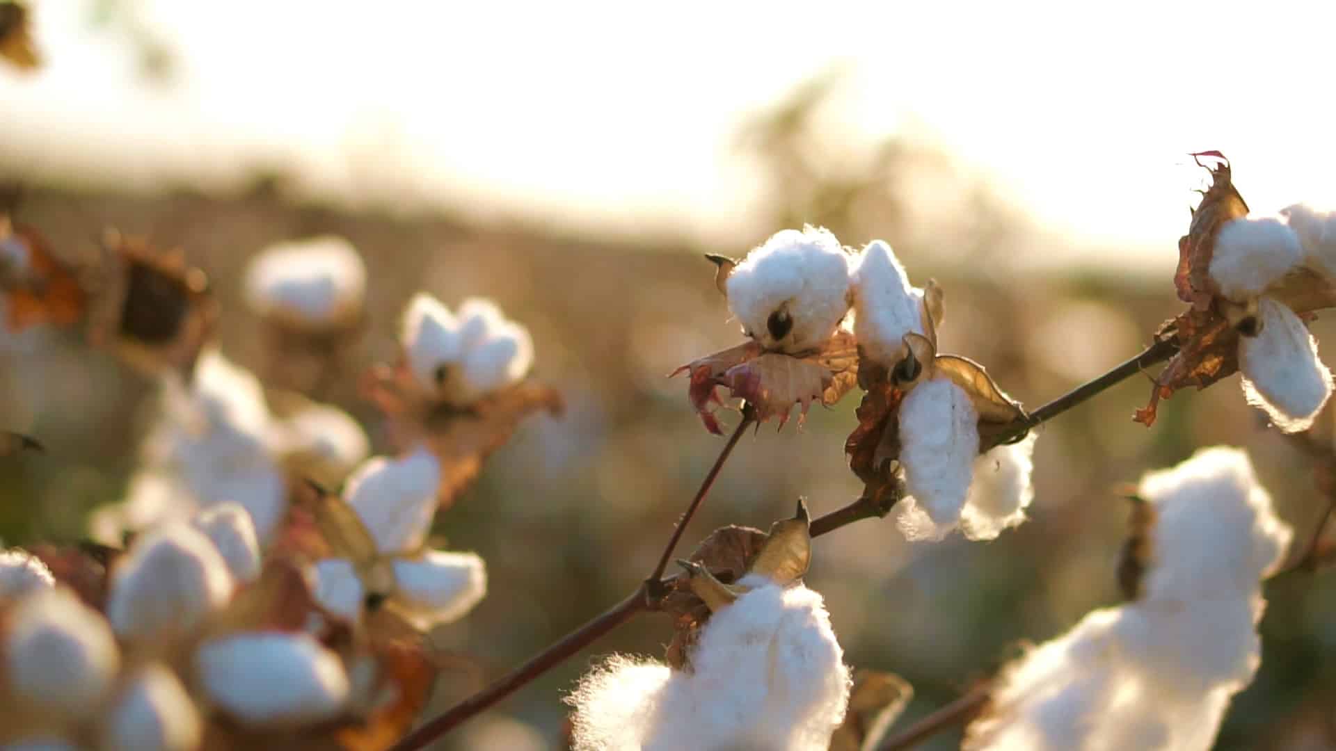 Egyptian Cotton vs. Américain Cotton